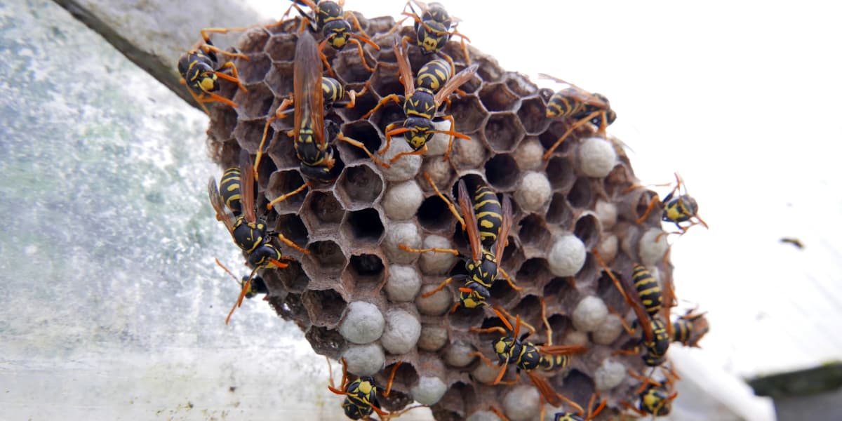 Schade aan je huis door wespennesten