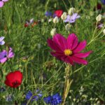 De tuin is jouw eerste visitekaartje voor potentiële huizenkopers